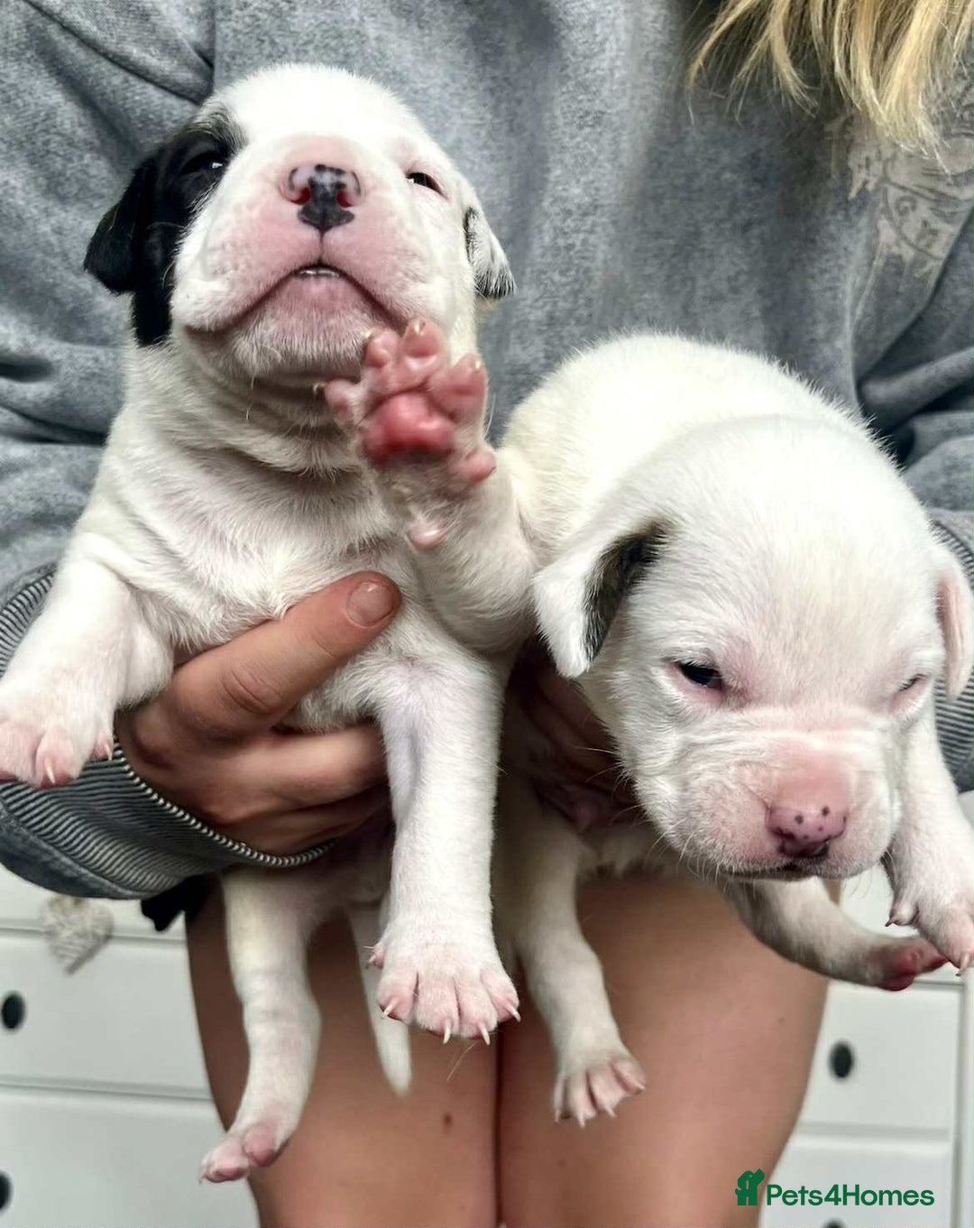 American Bulldog dogs for sale: Beautiful American bulldog puppies for sale - Image 12
