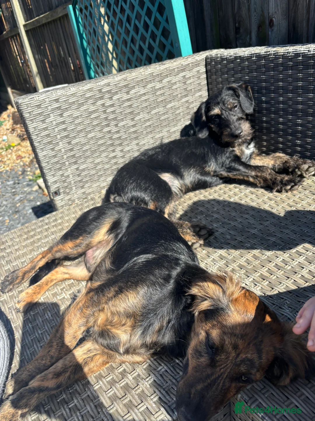 Mixed Breed dogs for sale: Two male brothers, 18 months old.  in Faversham - Advert 1