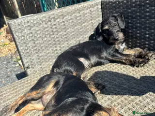 Mixed Breed dogs Two male brothers, 18 months old. - Advert 2