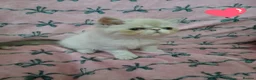 Exotic cats for sale: EXCEPTIONAL PERSIAN EXOTIC KITTENS  - Advert 5