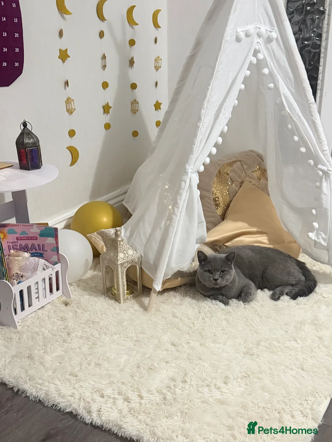 British Shorthair cats for sale: Beautiful British Shorthair Male - Advert 1