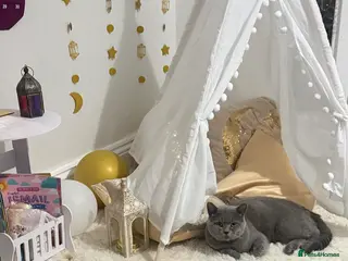 British Shorthair cats Beautiful British Shorthair Male - Advert 1