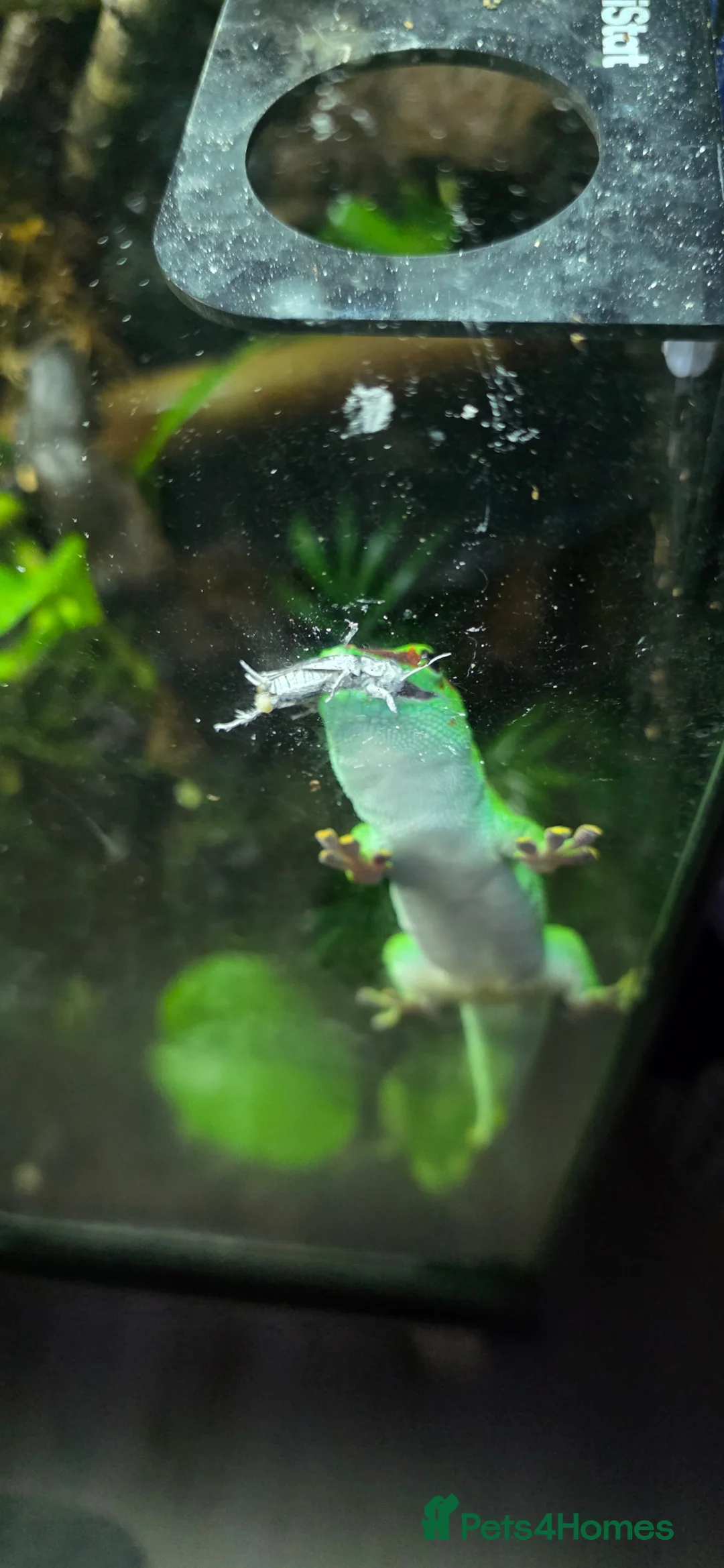 Gecko reptiles for sale: Crimson Giant Day Gecko and Bioactive terrarium - Advert 4