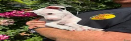 Italian Greyhound dogs for sale: 🐾Stunning cream kc registered Italian greyhound🐾 - Advert 27
