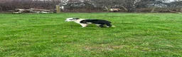 Mixed Breed dogs for sale: 8 month old pup needing a new home - Advert 3