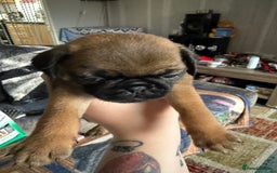 Pug dogs for sale: Pug puppies *READY NOW!!* - Image 13