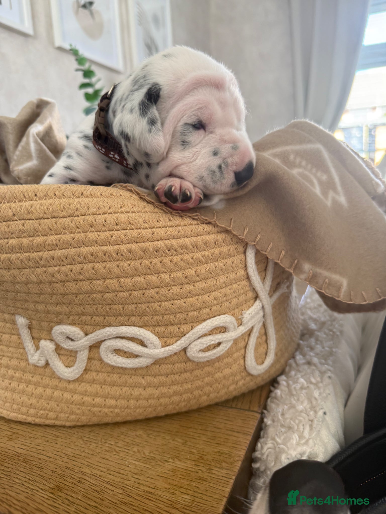 Dalmatian dogs Purebred Dalmatian puppies for sale  - Advert 13