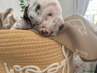 Dalmatian dogs Purebred Dalmatian puppies for sale - Advert 13