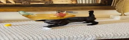 Devon Rex cats for sale: Superb quality Devon Babies TICA Registered  - Advert 11