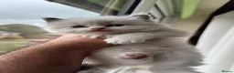 Ragdoll cats for sale: Beautiful TICA Kittens  - Advert 9