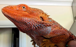 Bearded Dragon reptiles for sale: Extreme Red Half Monster Male - Image 1