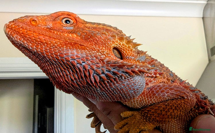 Bearded Dragon reptiles - Advert 13