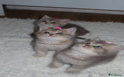 British Shorthair cats for sale: Adorable British Shorthair Kittens  - Image 2