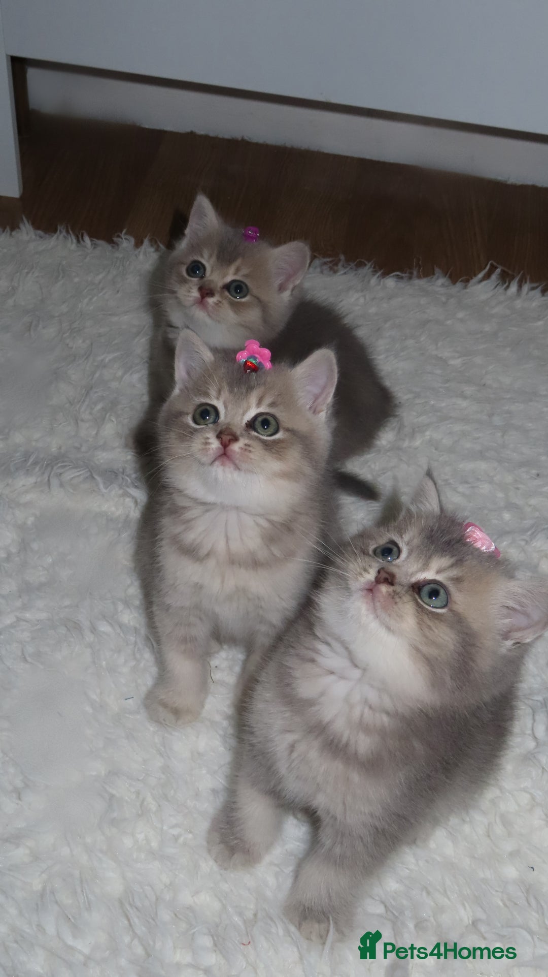 British Shorthair cats for sale: Adorable British Shorthair Kittens  - Image 2
