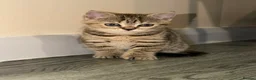 British Shorthair cats for sale: BS Kittens Available Fully TestedReady to Meet You - Advert 17