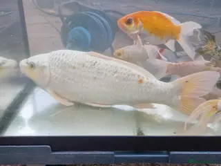 Koi Carp fish Koi and goldfish for sale - Advert 1