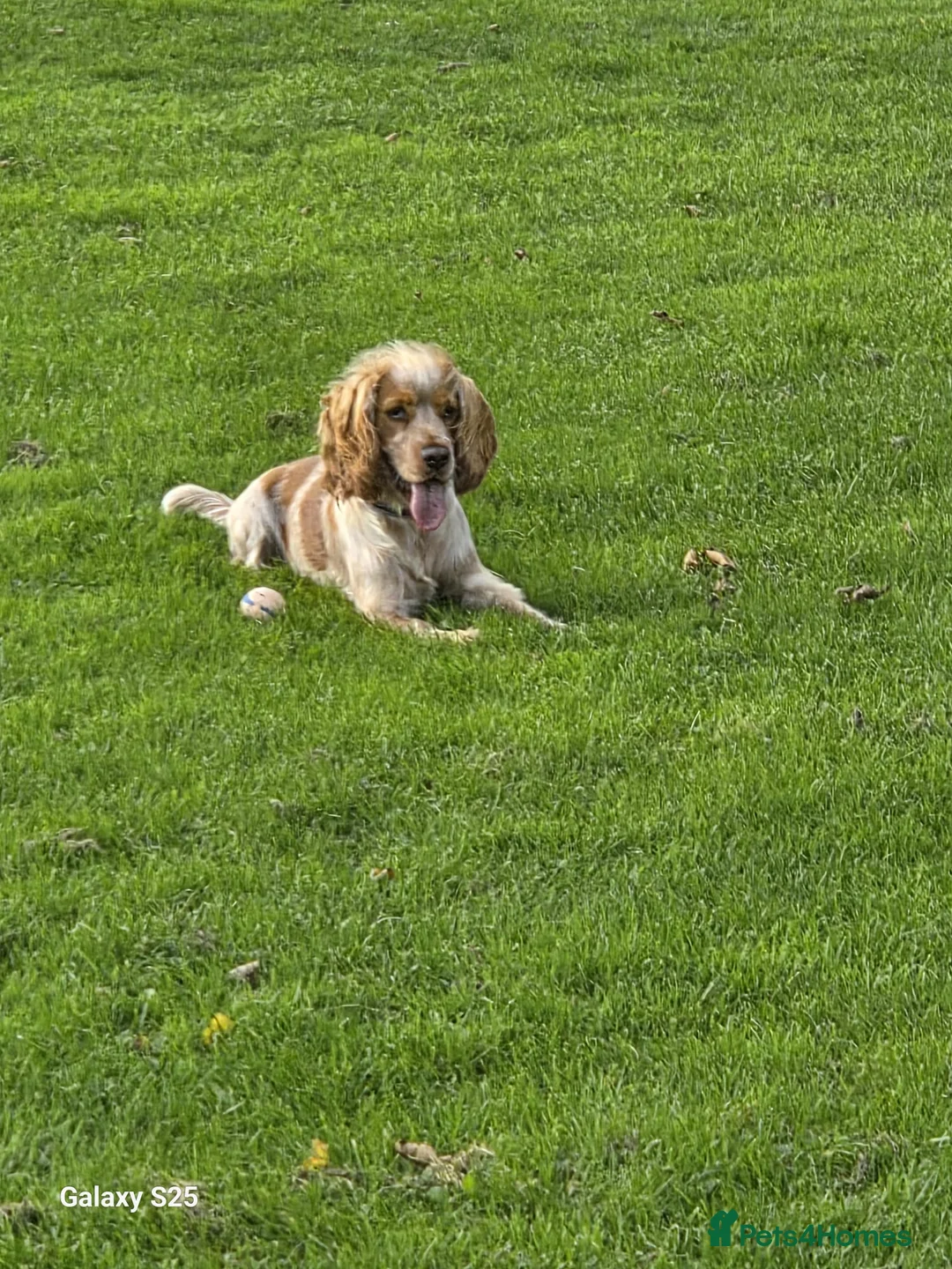 Cocker Spaniel dogs for stud: Stud dog  - Advert 3