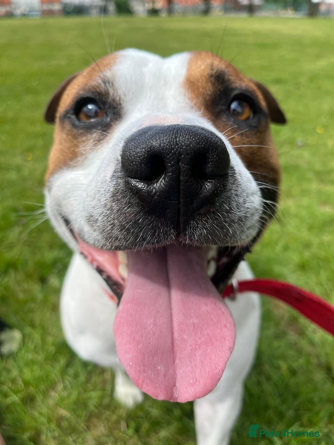 Staffordshire Bull Terrier dogs for stud: For stud FREE - Image 12