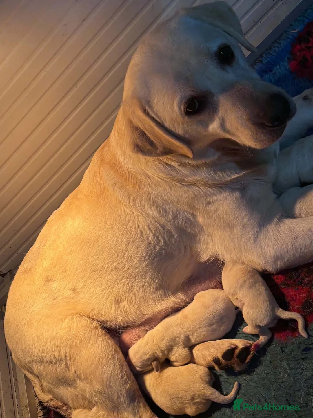 Labrador Retriever dogs for sale: Stunning litter of chunky yellow girls  - Advert 1