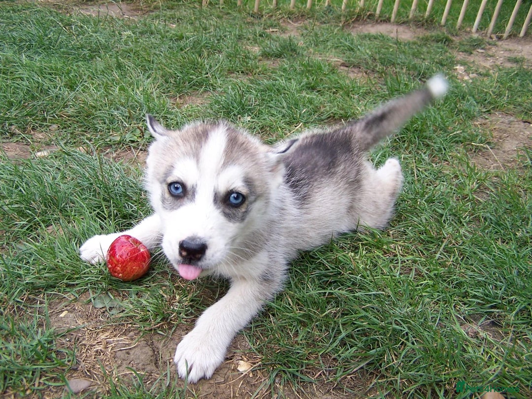 Siberian Husky dogs for sale: Siberian Husky puppies for sale ready now - Image 14