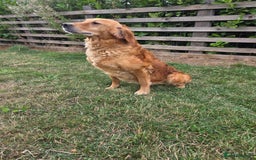 Golden Retriever dogs for sale: 🧡 dark red working Golden Retriever puppies 🧡 - Image 14