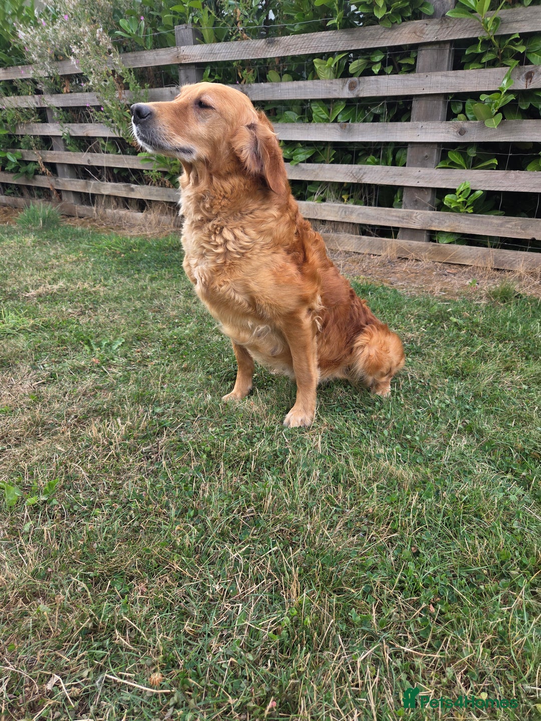 Golden Retriever dogs for sale: 🧡 dark red working Golden Retriever puppies 🧡 - Image 14