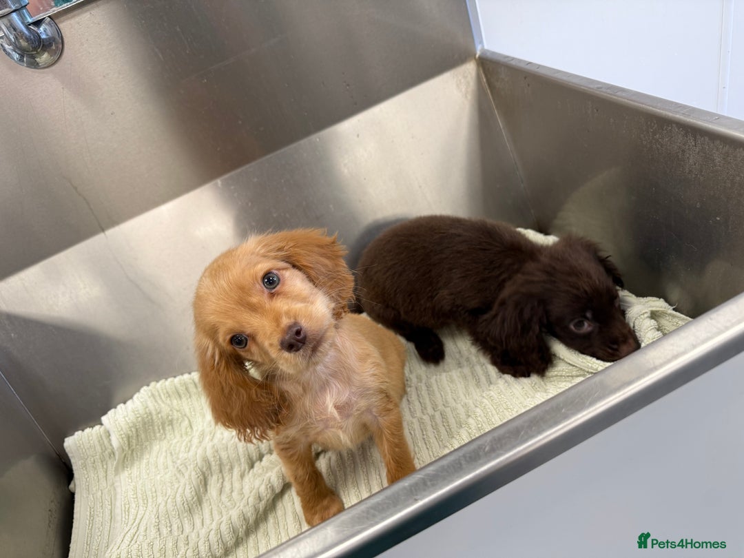 Cocker Spaniel dogs for sale: Working cocker spaniel puppies  - Image 8