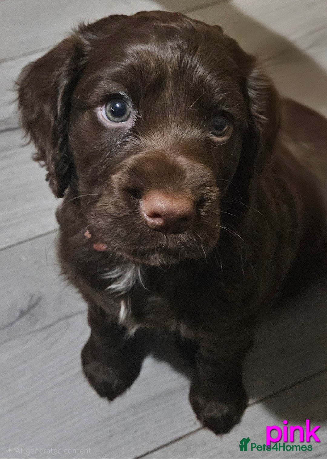 Cocker Spaniel dogs for sale: 5 stunning Cocker Spaniel puppies for sale.  - Advert 8