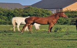 American Quarter horses for sale: 2021 Quarter Horse Mare for Sale - Image 8