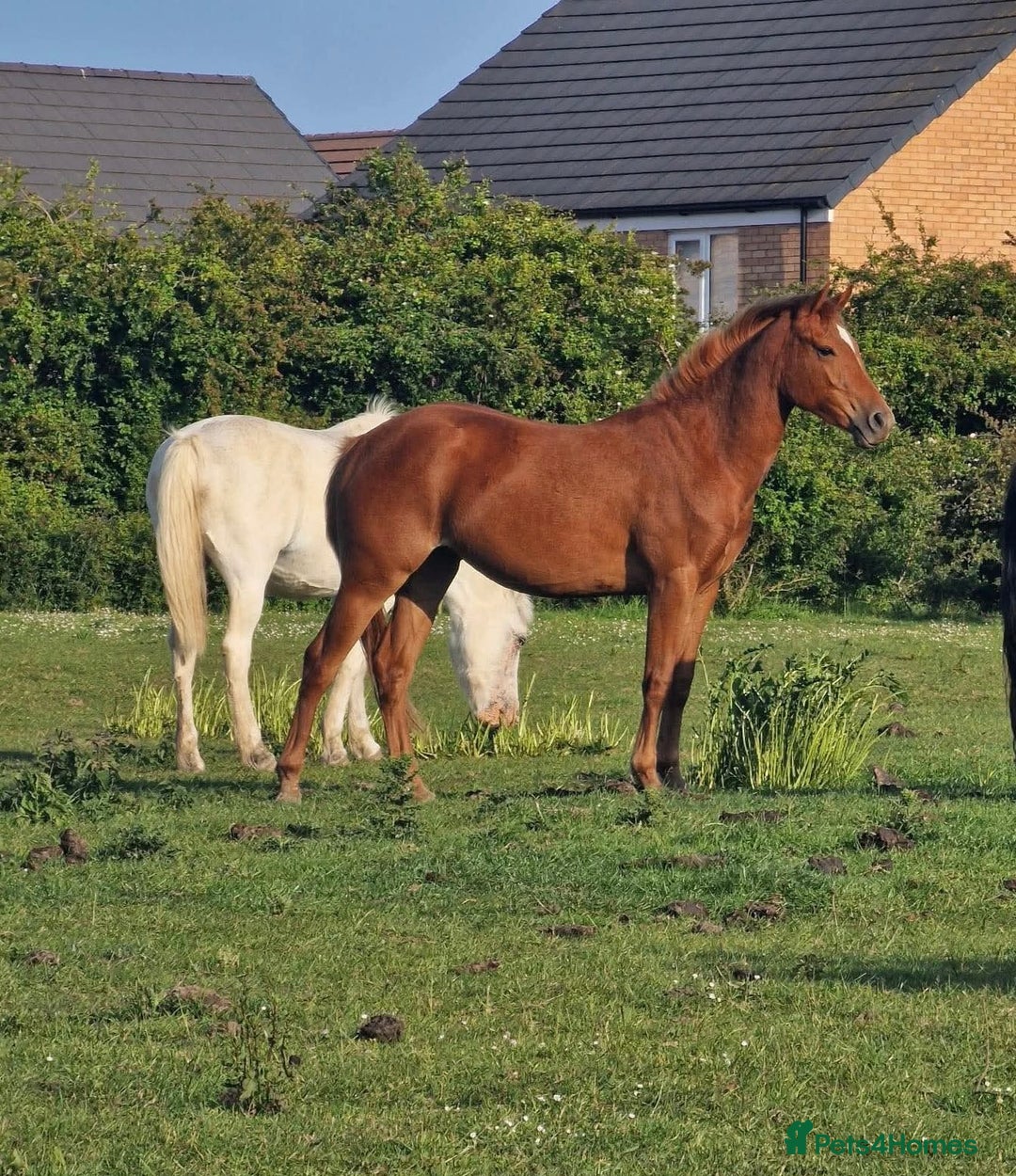 American Quarter horses for sale: 2021 Quarter Horse Mare for Sale - Image 8