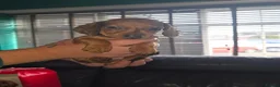 Dachshund dogs for sale: 4 Dapple Daschund puppies  - Advert 16