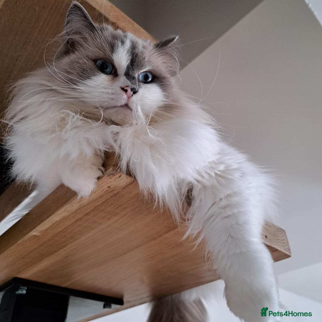 Ragdoll cats for sale: Loving Ragdoll girl for sale - Image 10