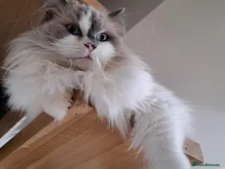 Ragdoll cats Loving Ragdoll girl for sale - Advert 11