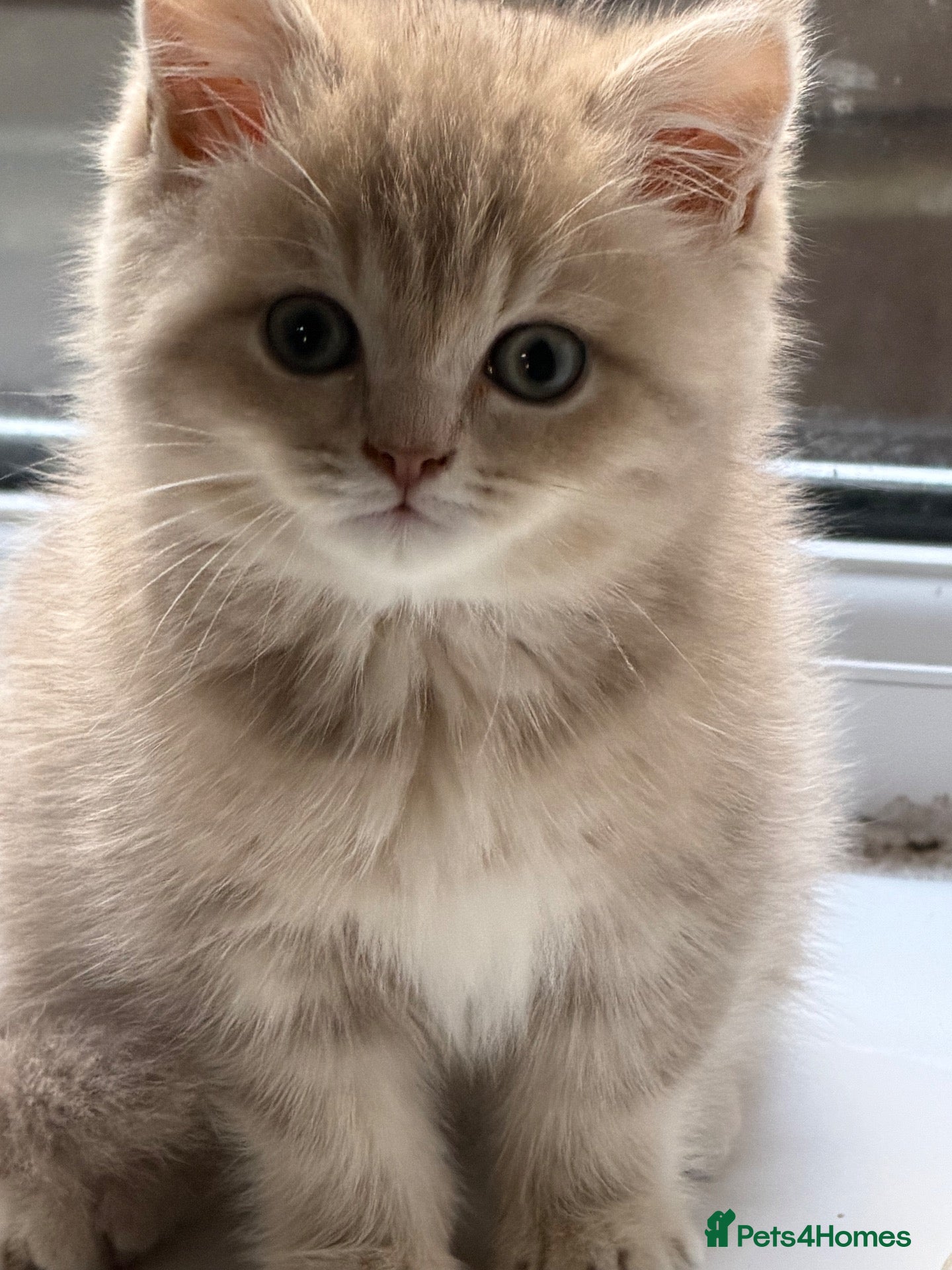 British Shorthair cats Gorgeous Lilac Golden & Blue Golden kittens - Advert 2