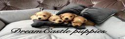 Maltipoo dogs for sale: Tiny maltipoo puppies Asian poodle dad  - Advert 21