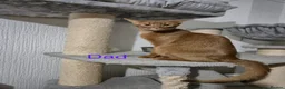 Abyssinian cats for sale: Adorable Abyssian kittens - Advert 12