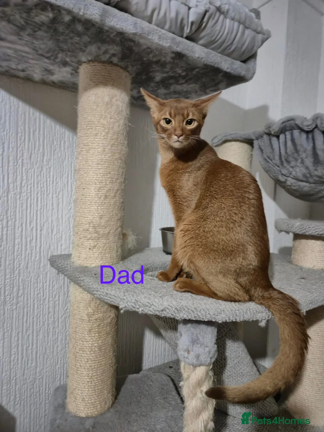 Abyssinian cats for sale: Adorable Abyssian kittens - Advert 12