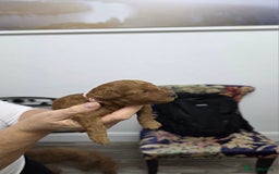 Toy Poodle dogs for sale: Our Beautiful Red little Girls for sale - Image 9