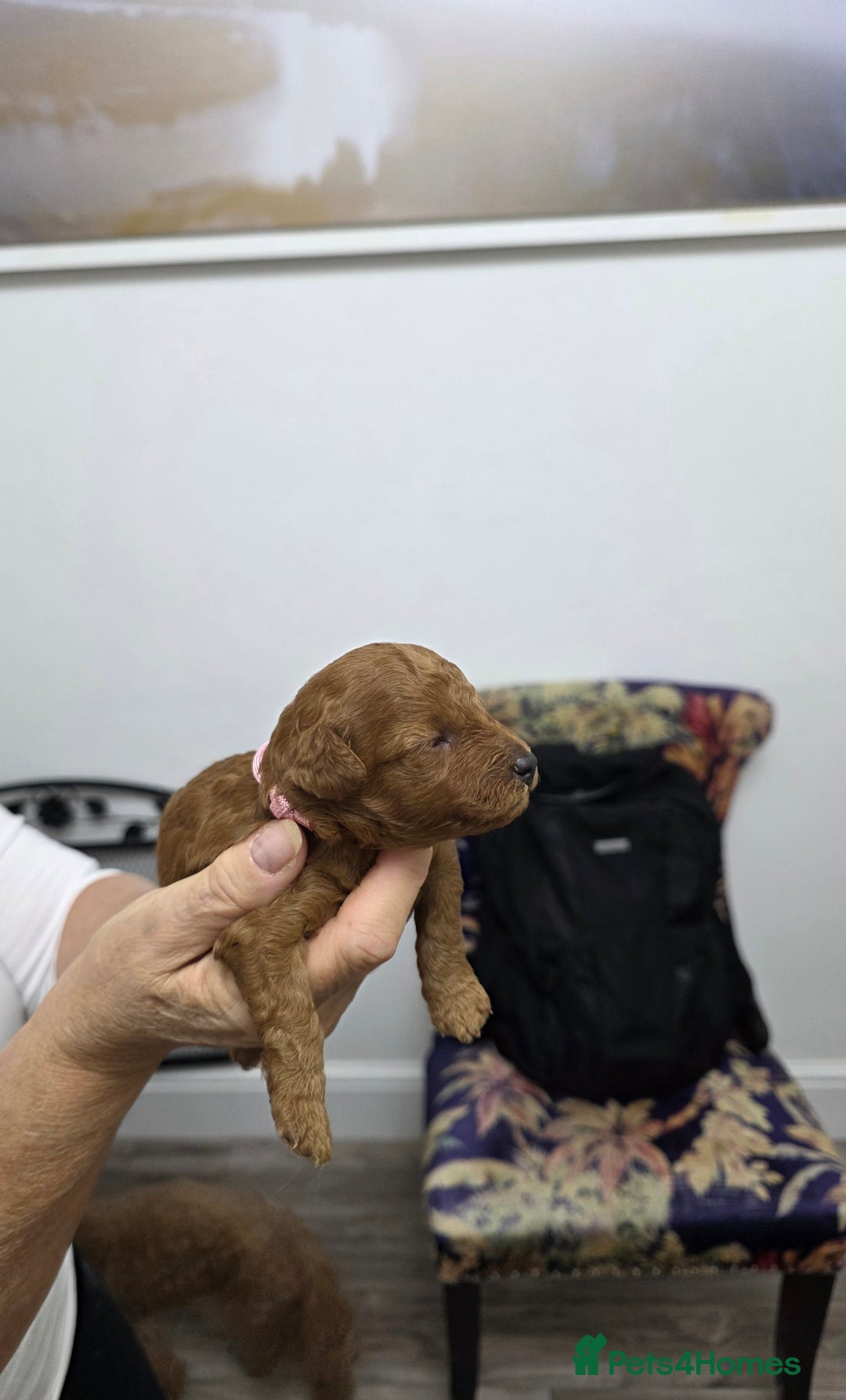 Toy Poodle dogs for sale: Our Beautiful Red little Girls for sale - Image 9