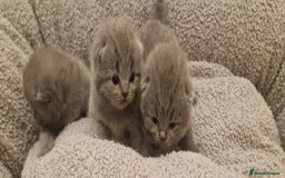 British Shorthair cats for sale: ✨ GCCF Registered British Shorthair Kittens ✨ - Image 14