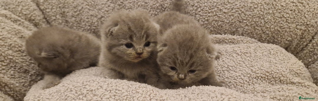 British Shorthair cats for sale: ✨ GCCF Registered British Shorthair Kittens ✨ - Image 14
