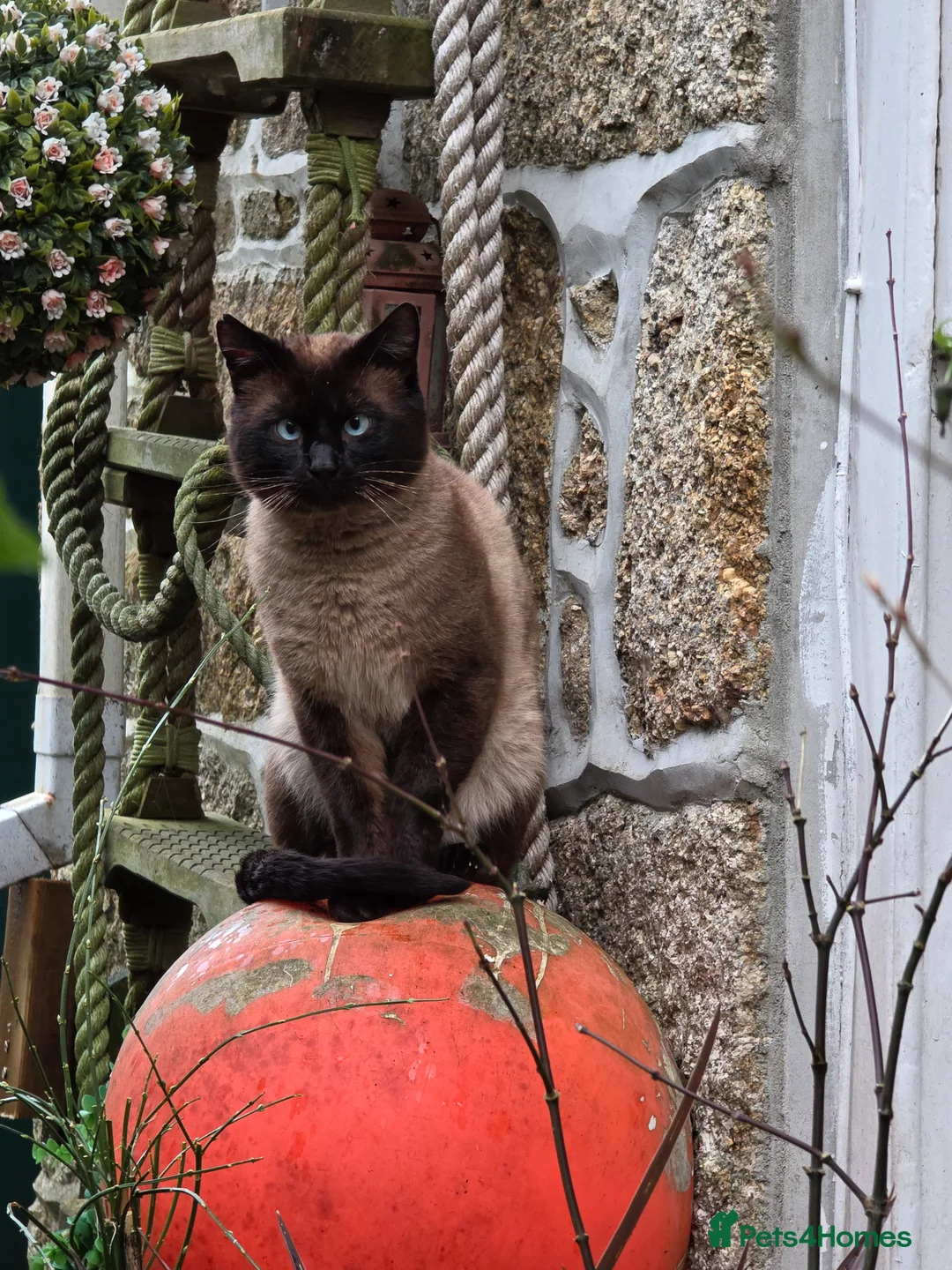 Bengal cats for sale: Bengal cross  in Penzance - Advert 2