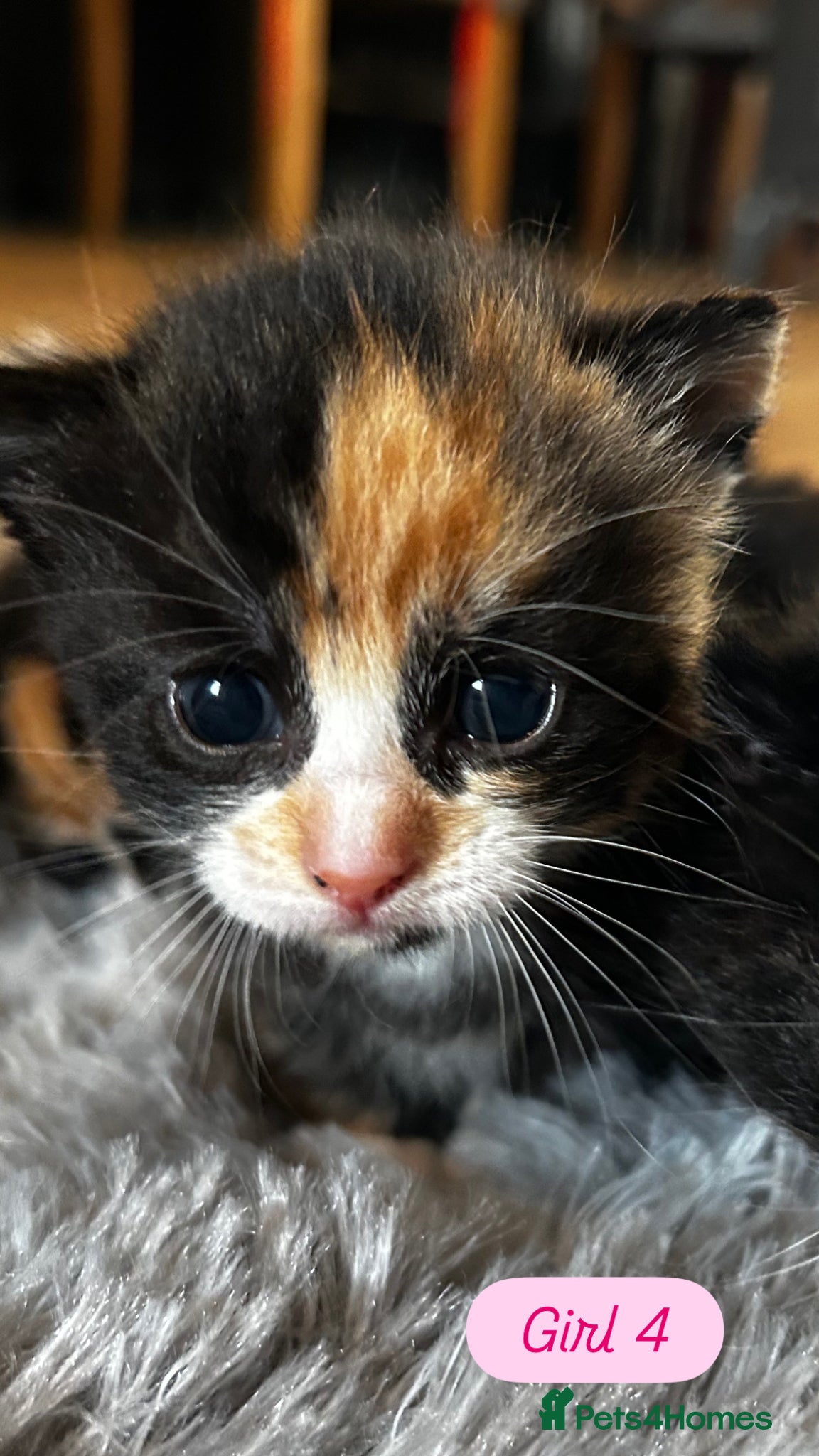 Mixed Breed cats Calico Kittens - Advert 6