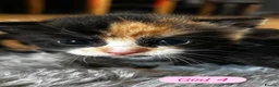 Mixed Breed cats for sale: Calico Kittens - Advert 1