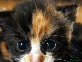 Mixed Breed cats Calico Kittens - Advert 6