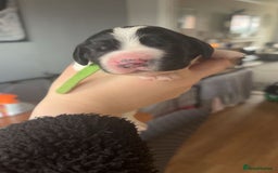 Sprocker dogs for sale:  sprocker spaniel pups for sale!  - Advert 11