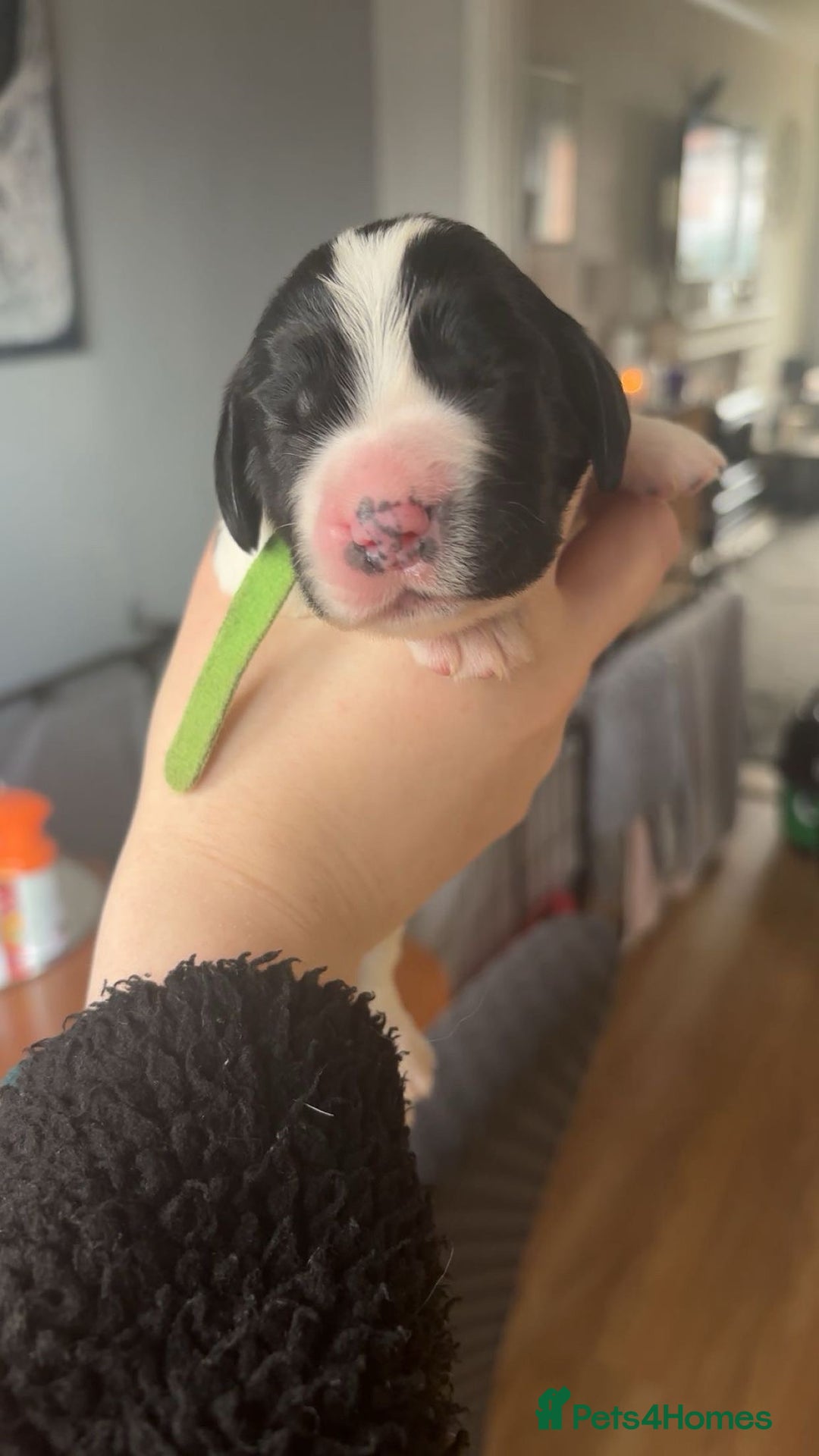 Sprocker dogs for sale:  sprocker spaniel pups for sale!  - Advert 11