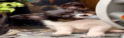 Papillon dogs for sale: Stunning, KC registered Papillon Puppies - Advert 1