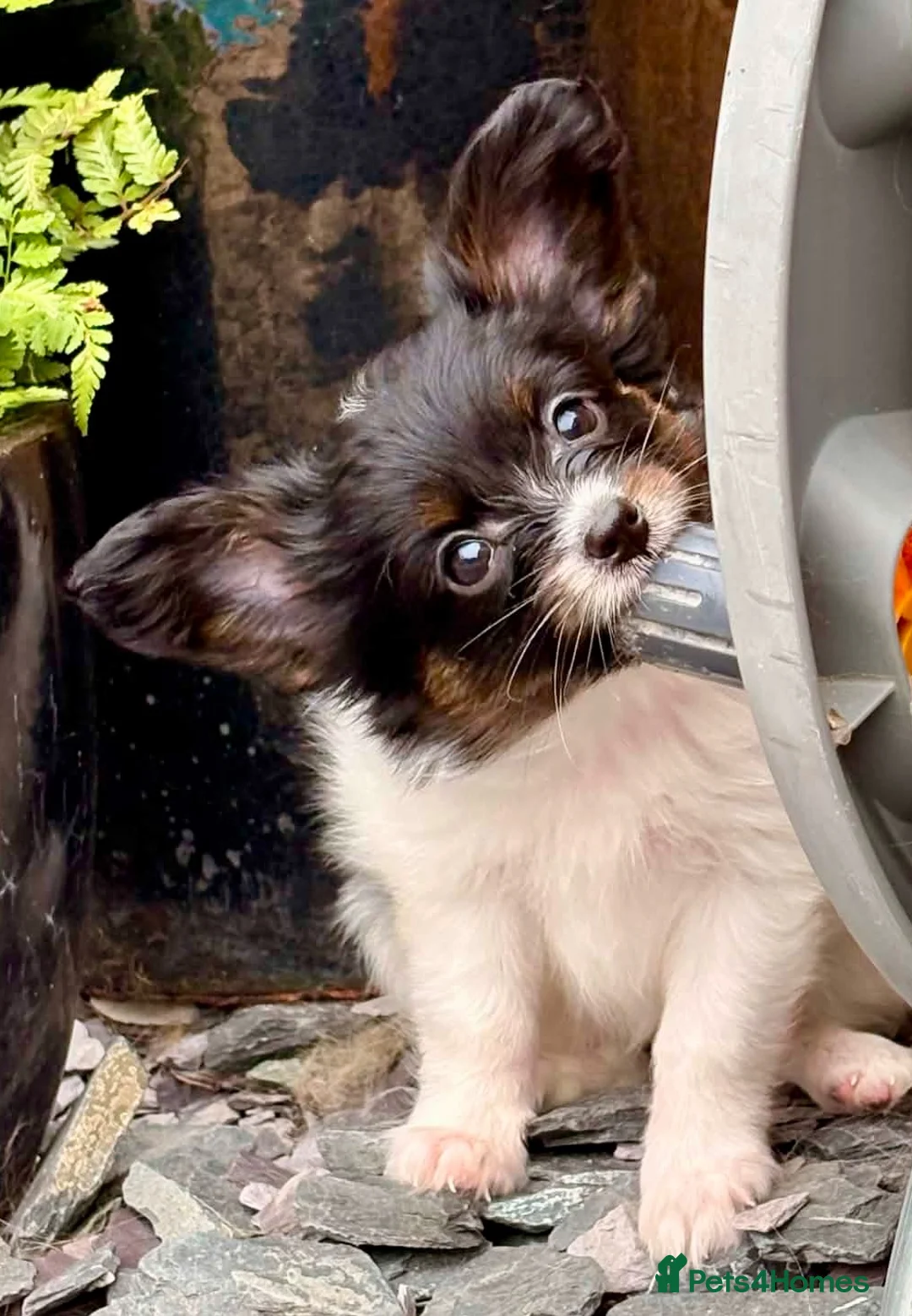 Papillon dogs for sale: Stunning, KC registered Papillon Puppies - Advert 1