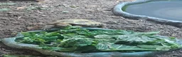Tortoise reptiles for sale: Horsefield tortoises - Advert 7